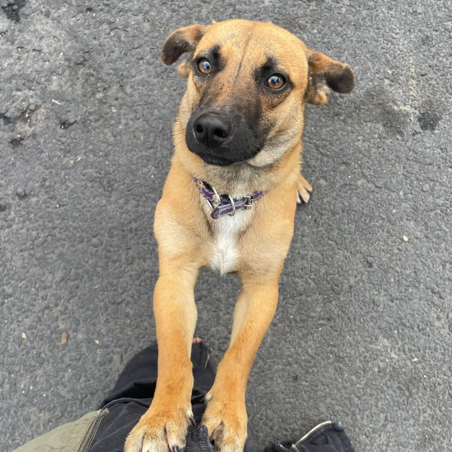 VAN GOGH | Raza Mestizo | En Adopción