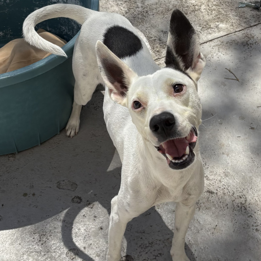 BIZCOCHITO | Raza Mestiza, cruza de American Pitbull Terrier | En Adopción