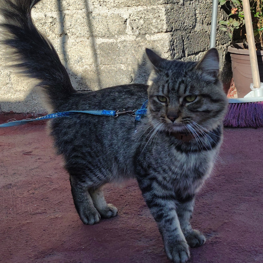  | Raza Doméstico Americano de pelo semilargo | Encontrado