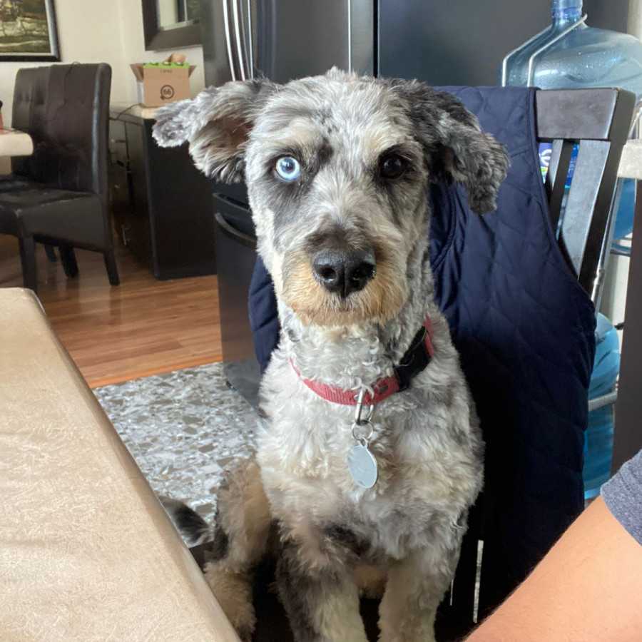 REY | Raza Mestiza, cruza de Schnauzer con Poodle,  (Schnoodle) | Final Feliz