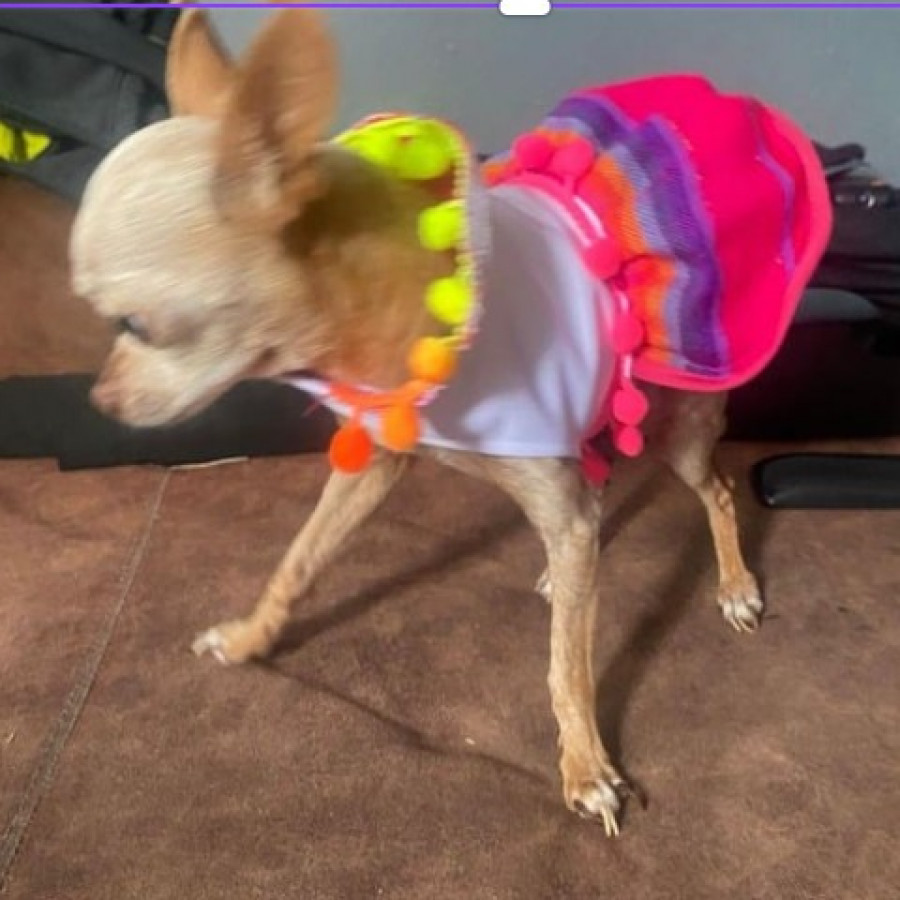 MILEY | Raza Chihuahua | Perdida