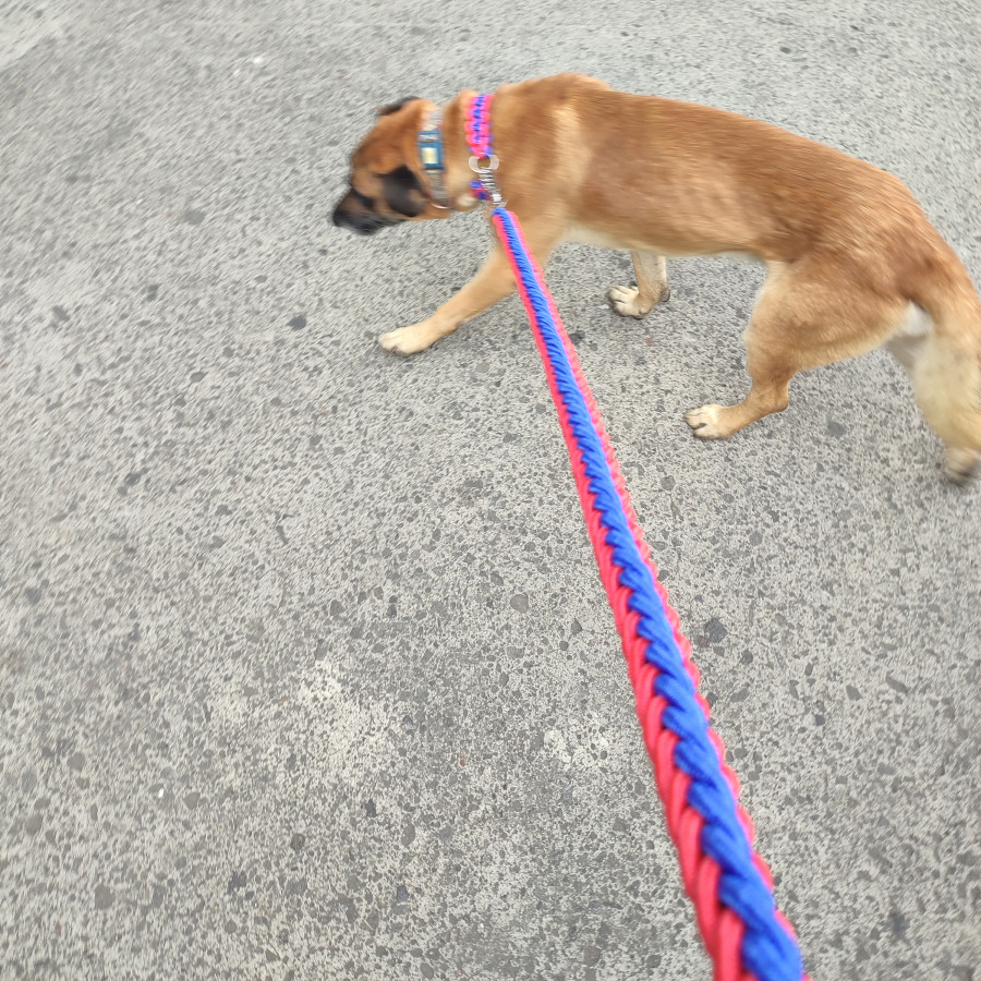  | Raza Mestizo, cruza de Pastor Belga Malinois | Final Feliz