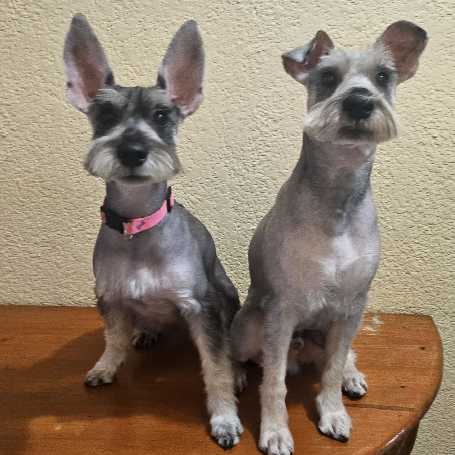 TAKI Y CARIN | Raza Schnauzer | Final Feliz