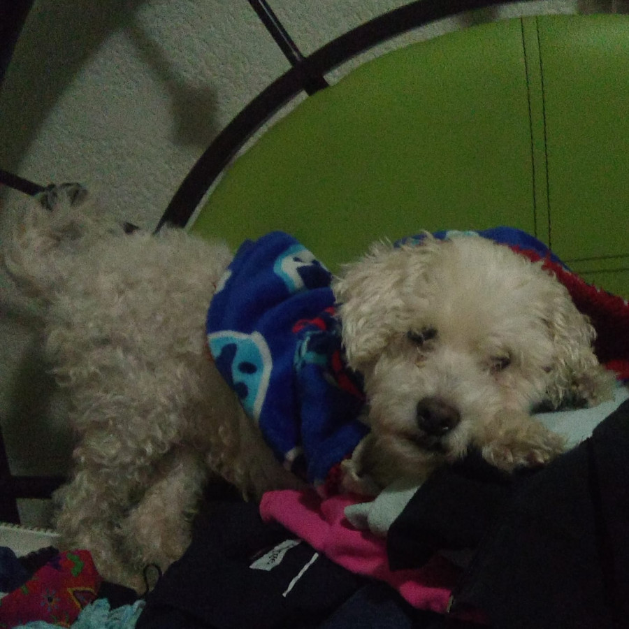 WAWIS | Raza French Poodle o Caniche | Perdido