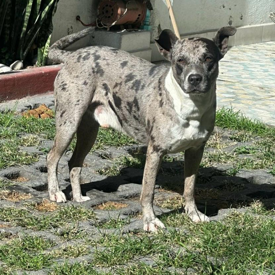 JÚPITER | Raza Mestizo, cruza de American Pitbull Terrier | Perdido