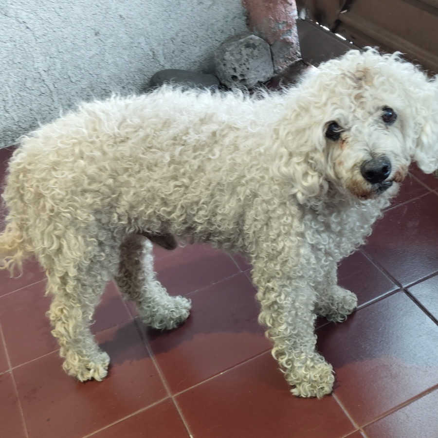  | Raza French Poodle o Caniche | Encontrado