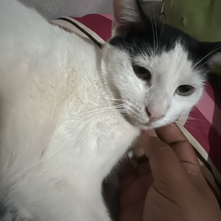 MINA | Raza Doméstico Américano de Pelo Corto | Perdida