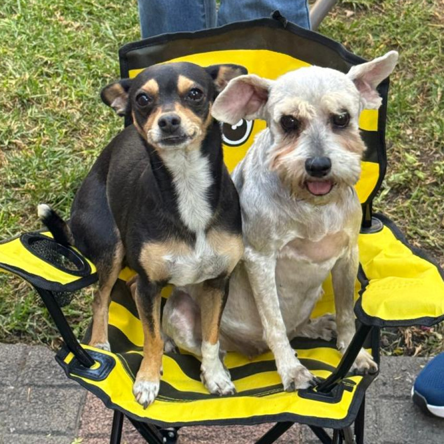 HACHI (JACHI) | Raza Schnauzer | Final Feliz