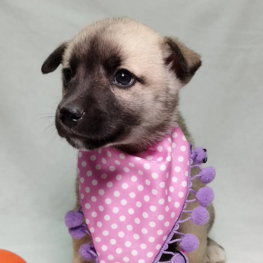 DAISY | Raza Mestiza, cruza de Husky con Labrador | En Adopción