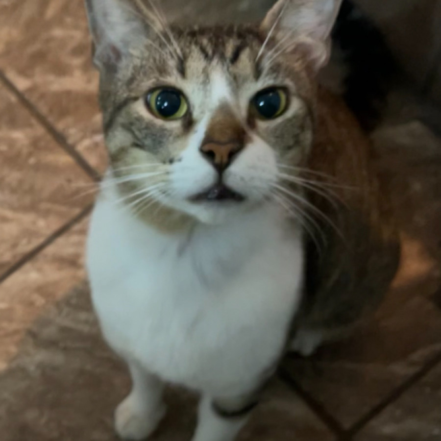 MICHO | Raza Doméstico Américano de Pelo Corto | Perdido