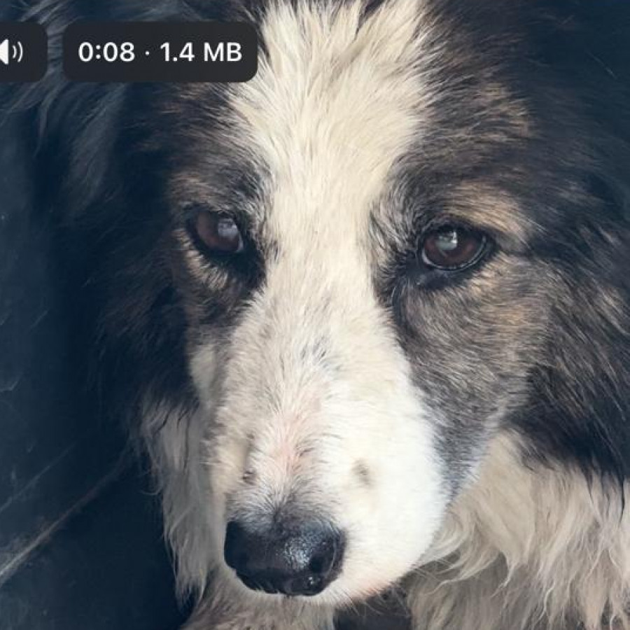 UMA | Raza Border Collie  | Perdida