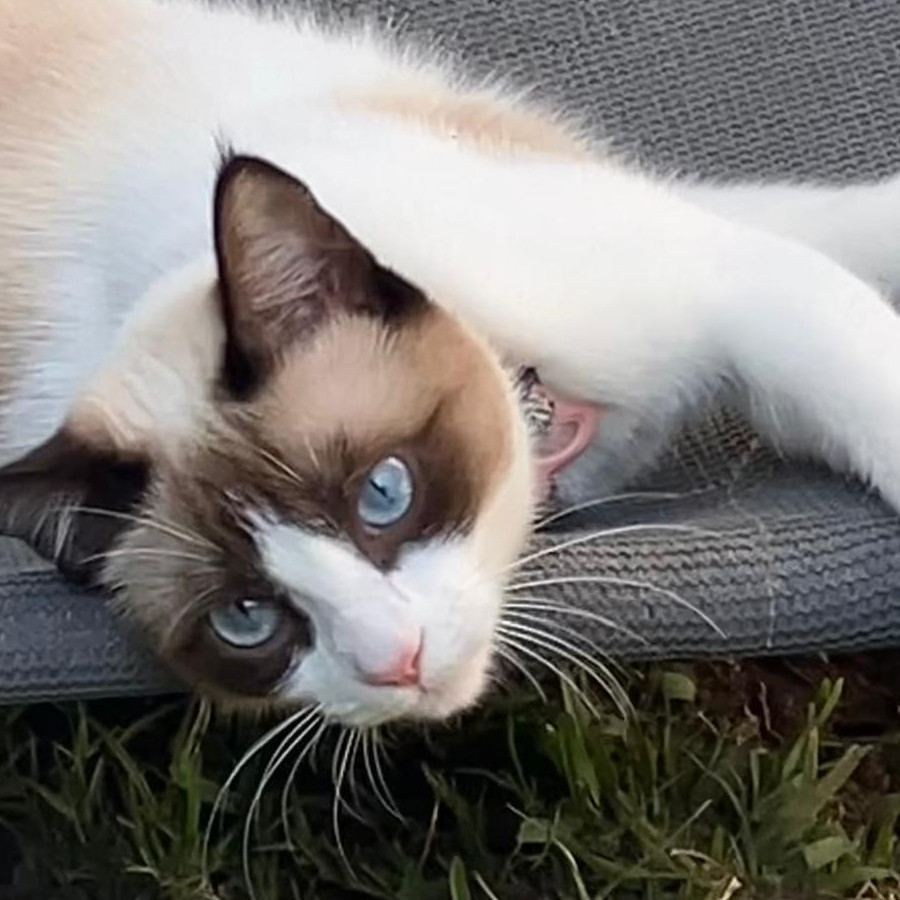 CAMILA | Raza Snowshoes | Perdida