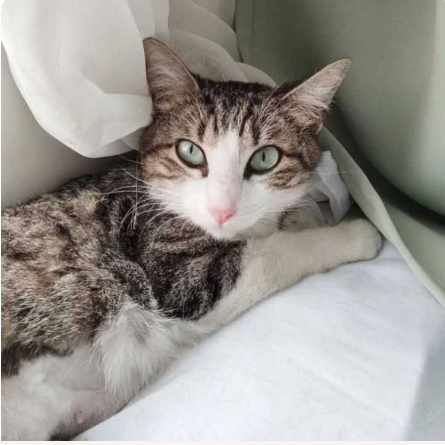 ATENEA | Raza Doméstico Américano de Pelo Corto | En Adopción