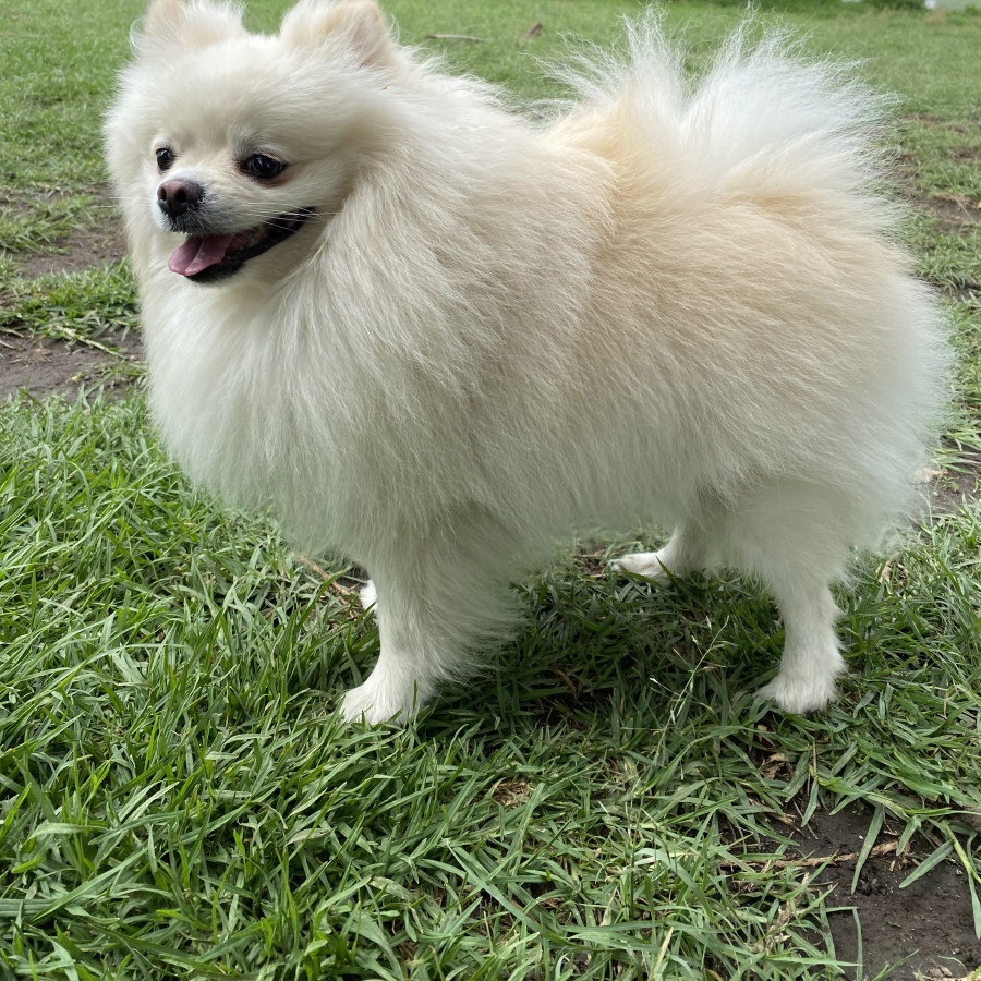 AKEEM | Raza Pomerania | Final Feliz