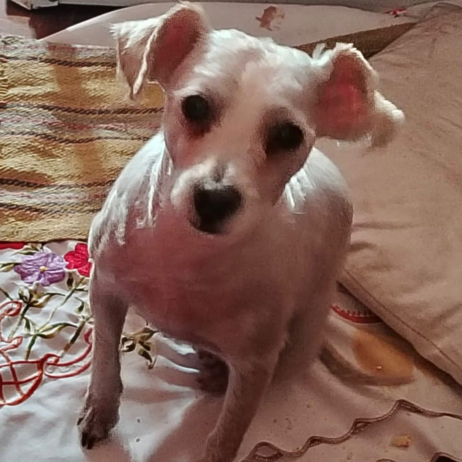  | Raza French Poodle o Caniche | Final Feliz