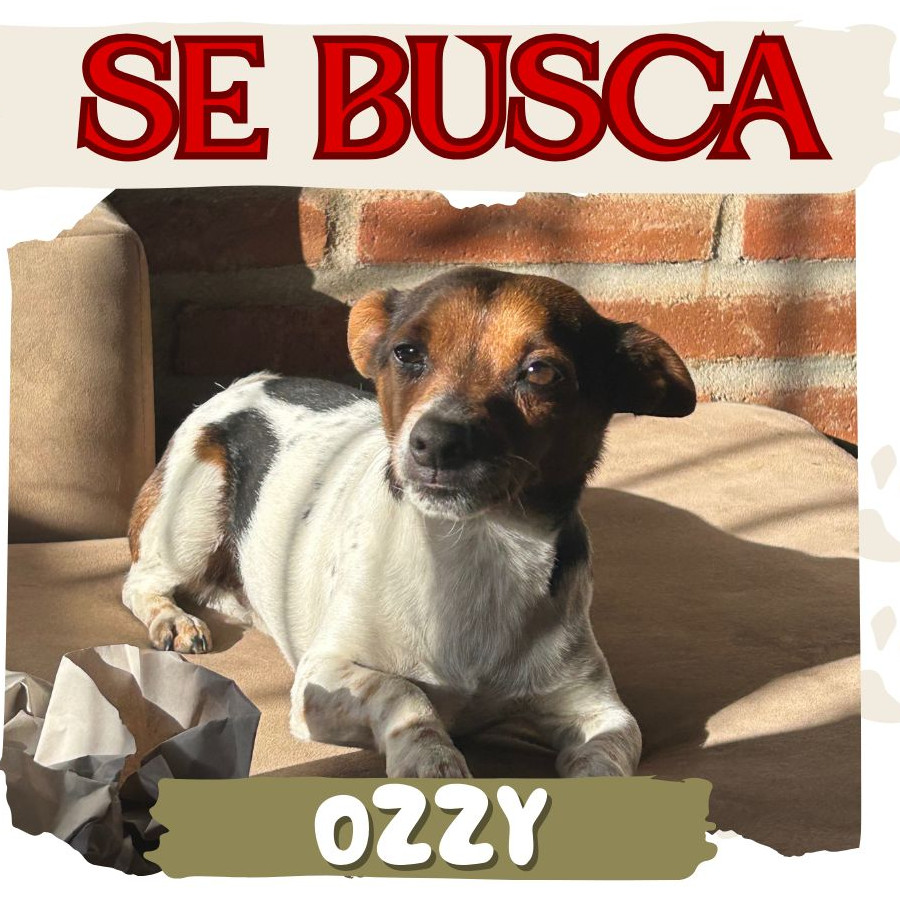 OZZY | Raza Mestizo, cruza de Jack Russell Terrier | Perdido