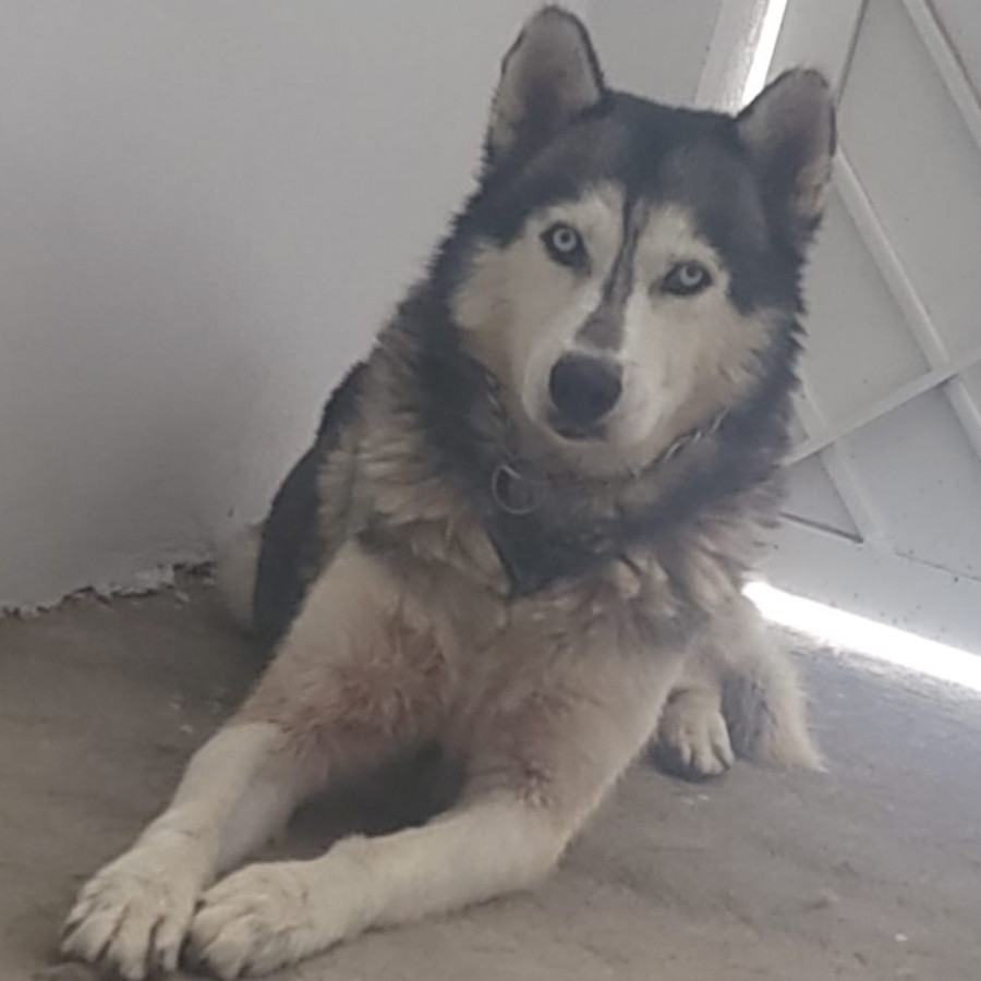 LOBO | Raza Husky Siberiano | Final Feliz