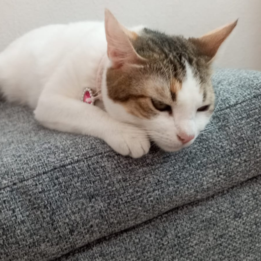 LUNA | Raza Doméstico Américano de Pelo Corto | Perdida