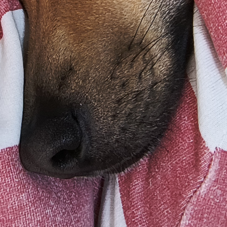 NALA | Raza Mestiza, cruza de Pastor Belga Malinois con Labrador | Perdida