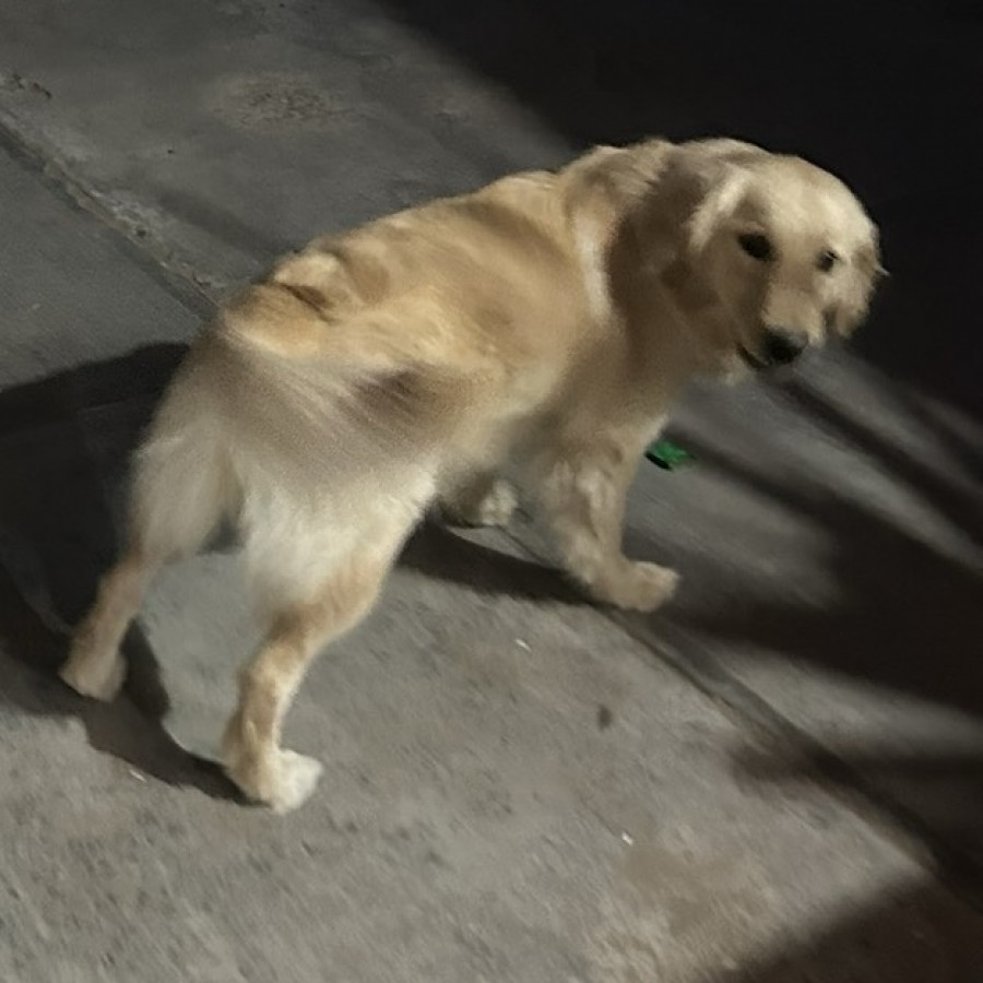 MOLLY | Raza Golden Retriever  | Final Feliz
