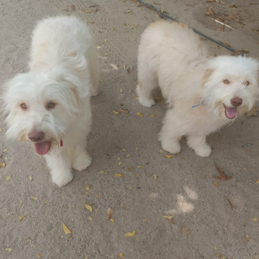 WALLY | Raza Mestizo, cruza de French Poodle con Husky Siberiano | Final Feliz