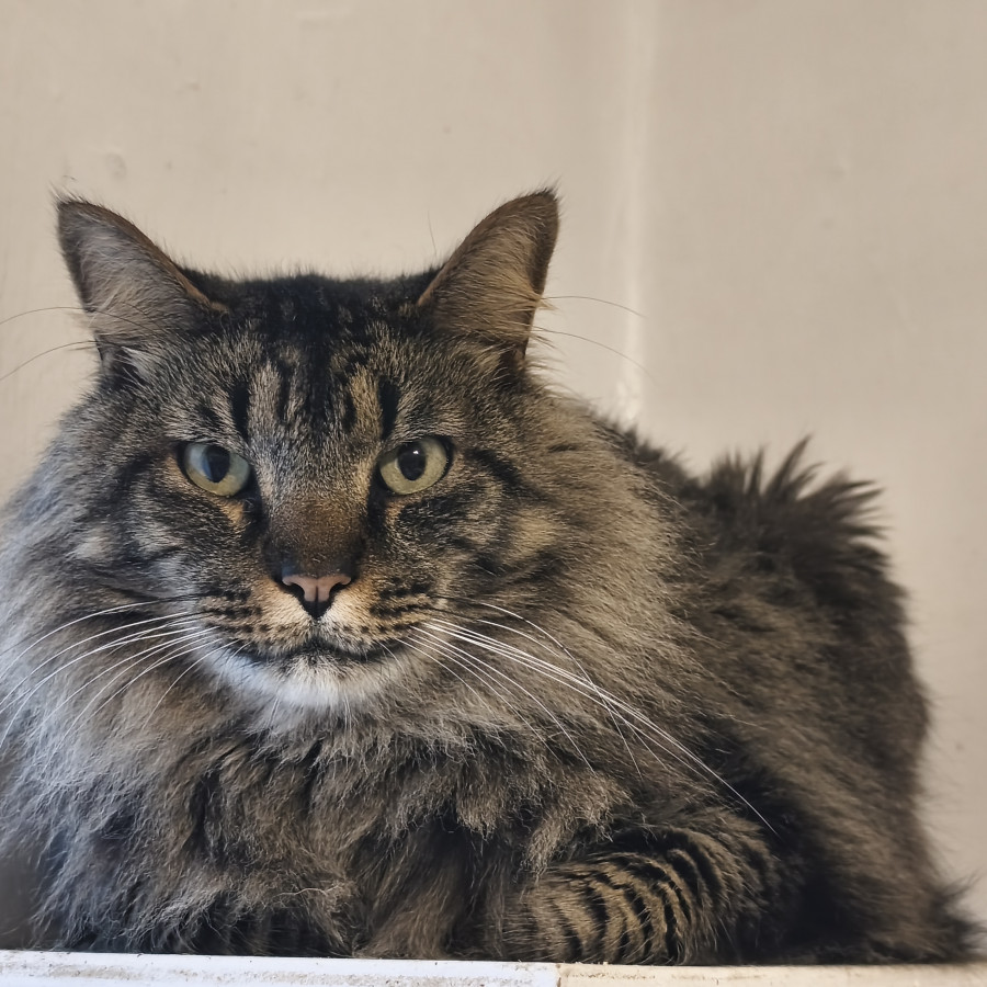 MANUEL | Raza Doméstico Americano de Pelo Semilargo | En Adopción