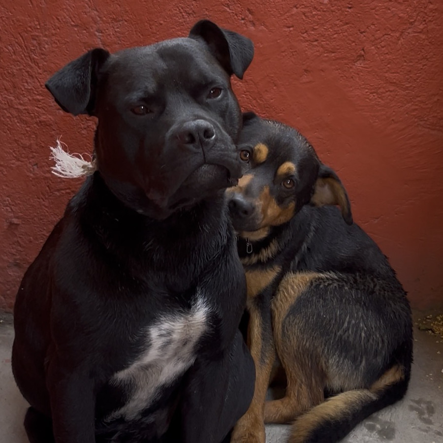  | Raza American Pitbull Terrier y Mestizo | Encontrado