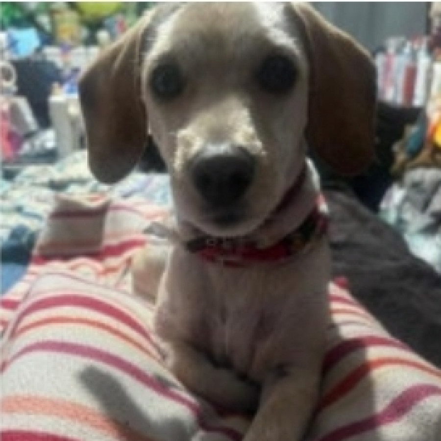 BENY | Raza Mestizo, cruza de Dachshund o Salchicha con Maltés | Perdido