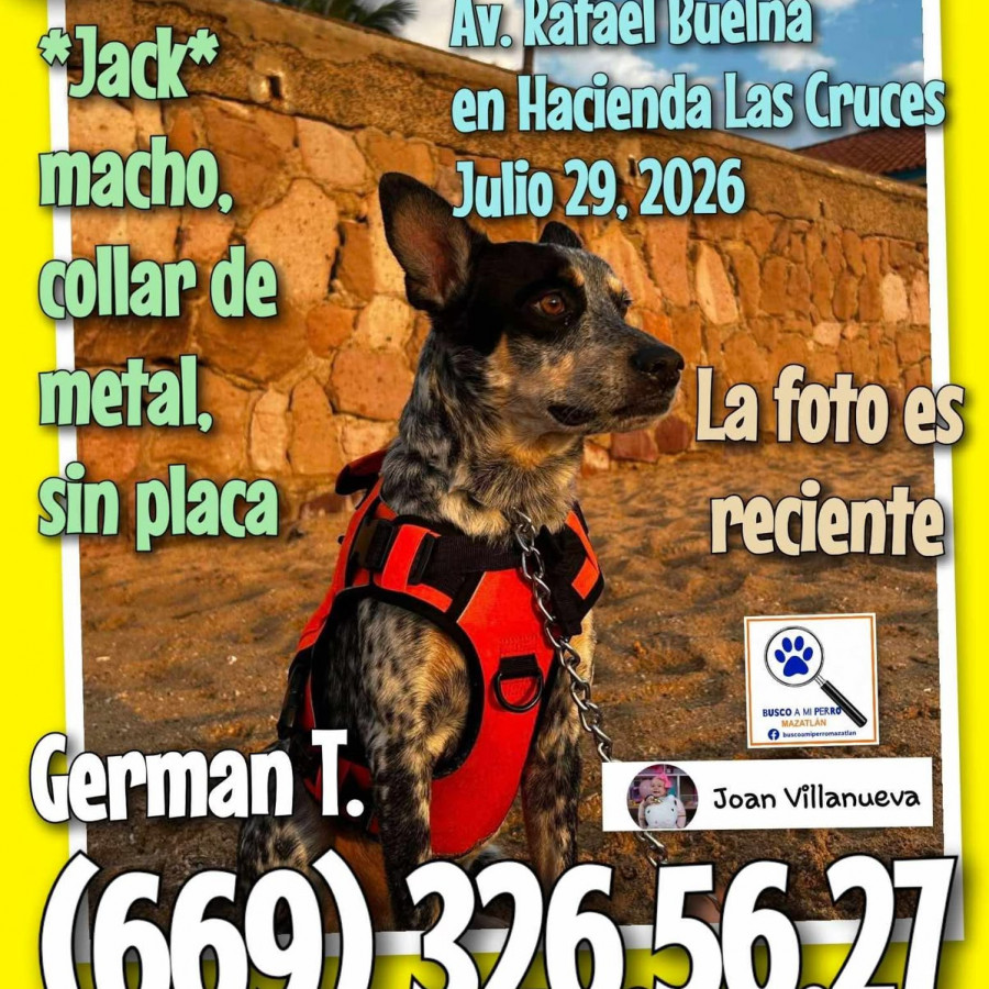 JACK | Raza Ganadero Australiano Blue Heeler  | Perdido