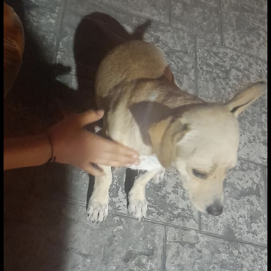 POPI | Raza Chihuahua | Perdido