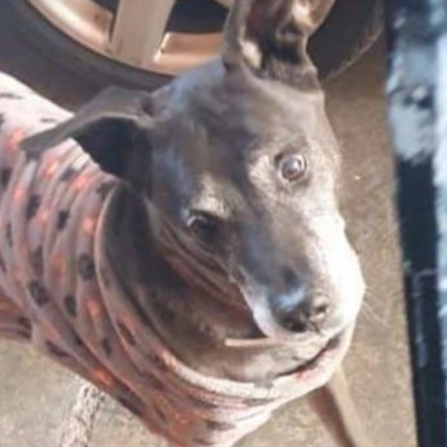 RINGO | Raza Mestizo, cruzacde Dóberman | Perdido