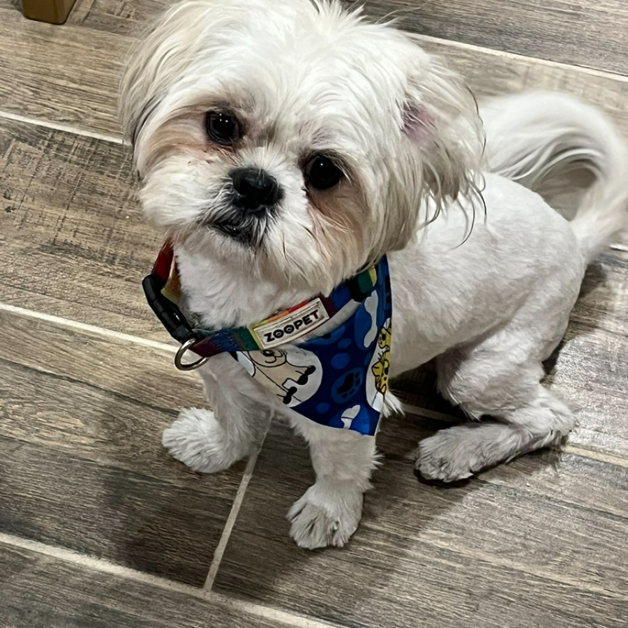 SULLIVAN | Raza Shih Tzu  | Perdido