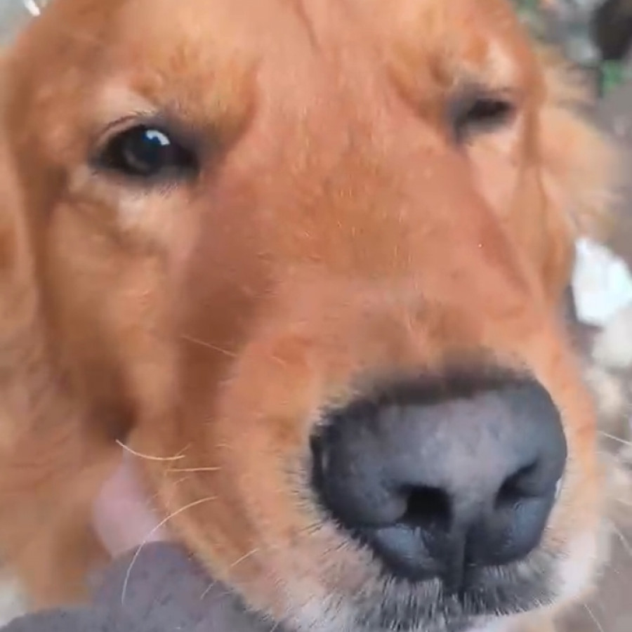  | Raza Golden Retriever  | Encontrado