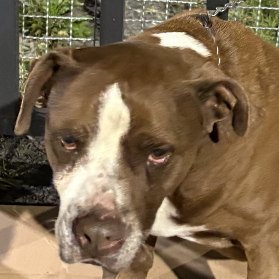 HONZO | Raza American Pitbull Terrier | En Adopción