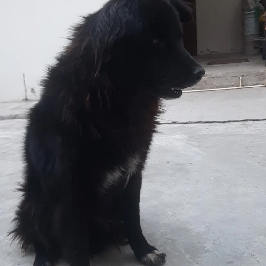 SKIPER | Raza Mestizo | Perdido