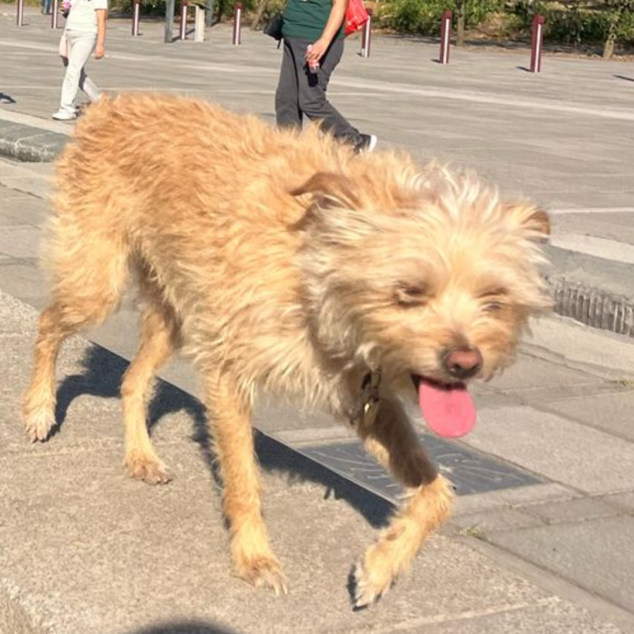 MAGGIE | Raza Mestiza, cruza de Chihuahua con Maltés | Perdida