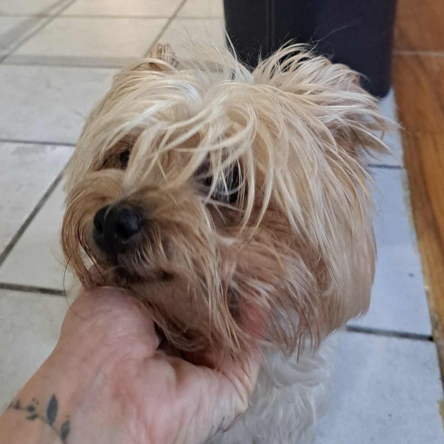  | Raza Yorkshire Terrier (Yorkie) | Final Feliz