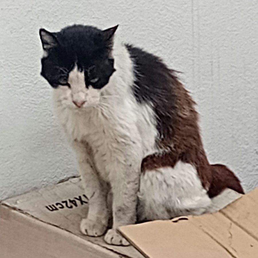 MANCHAS | Raza Doméstico Americano de pelo semilargo | Perdido
