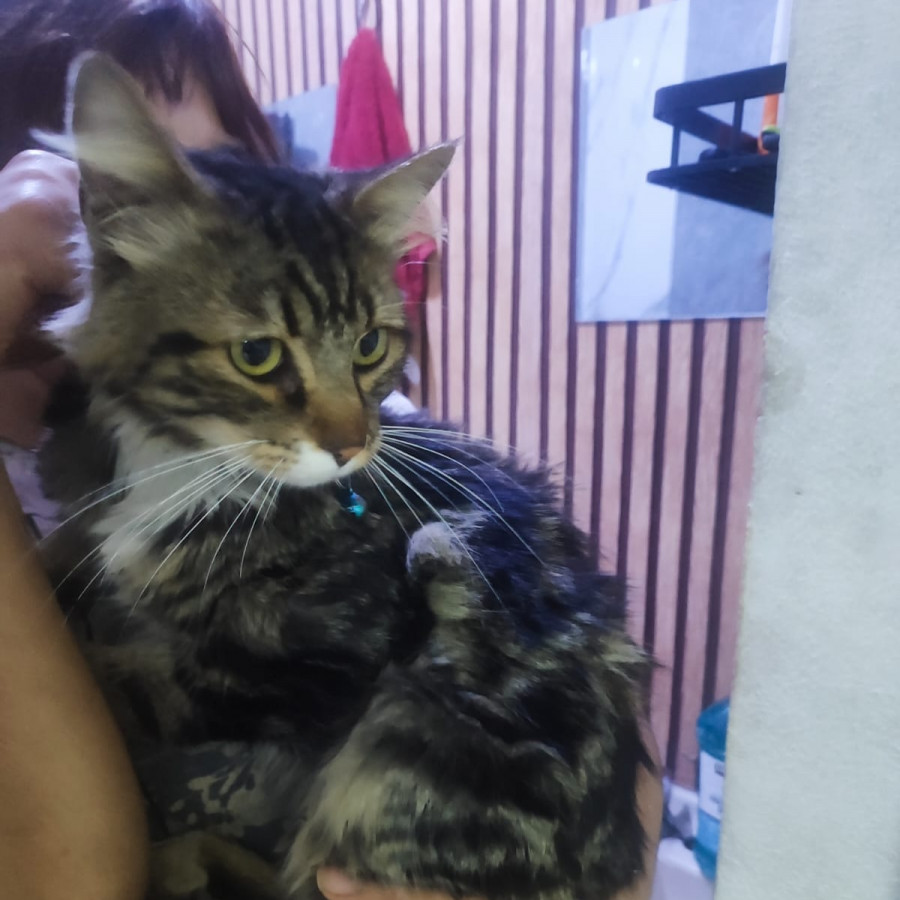  | Raza Doméstico Americano de pelo semilargo | Encontrado