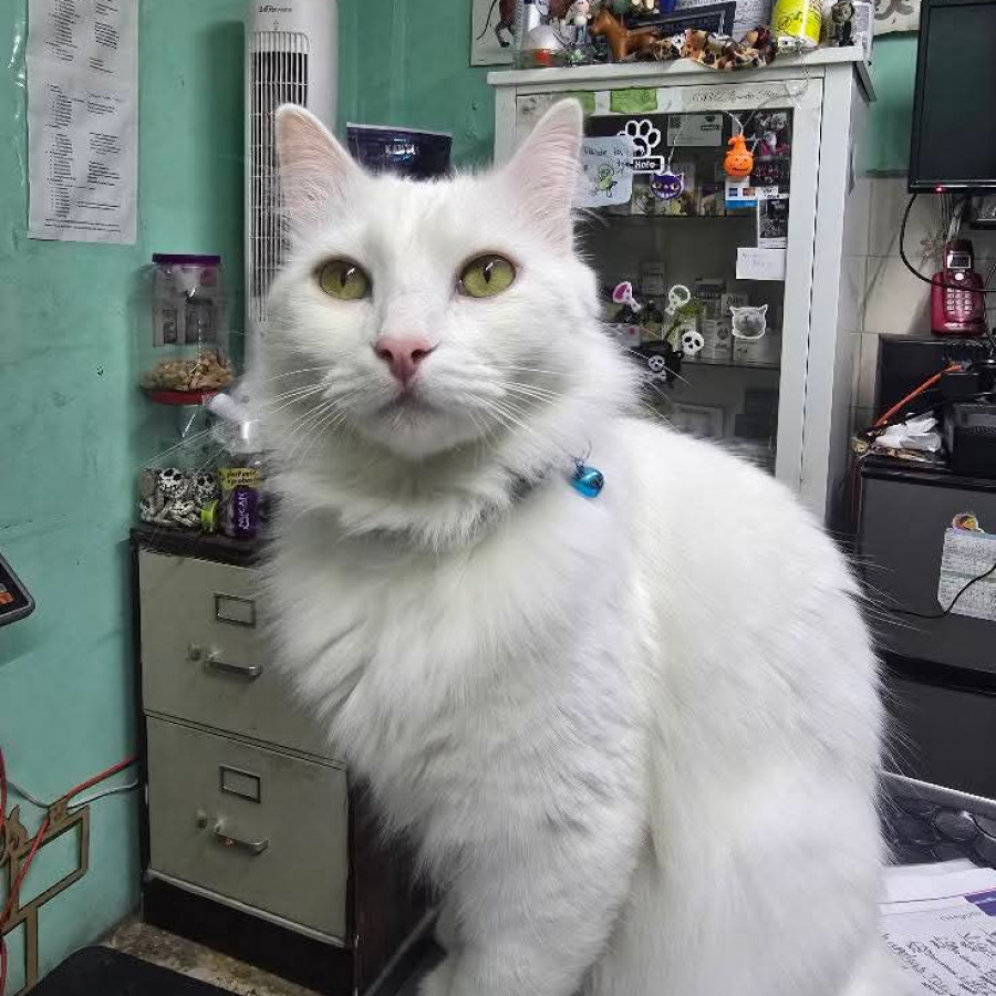 OLAF | Raza Angora Turco | Perdido