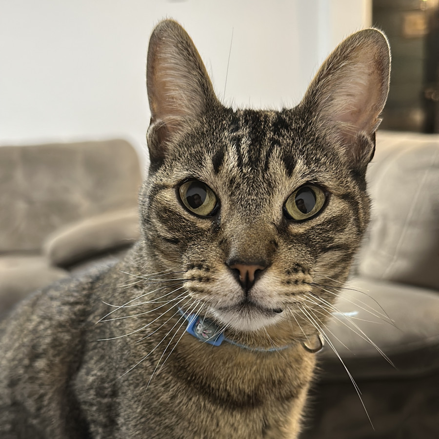 BRUNO | Raza Doméstico Américano de Pelo Corto | Perdido