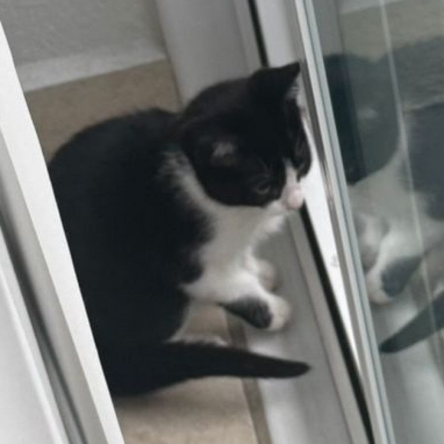 TIMOTEO | Raza Doméstico Américano de Pelo Corto | Perdido