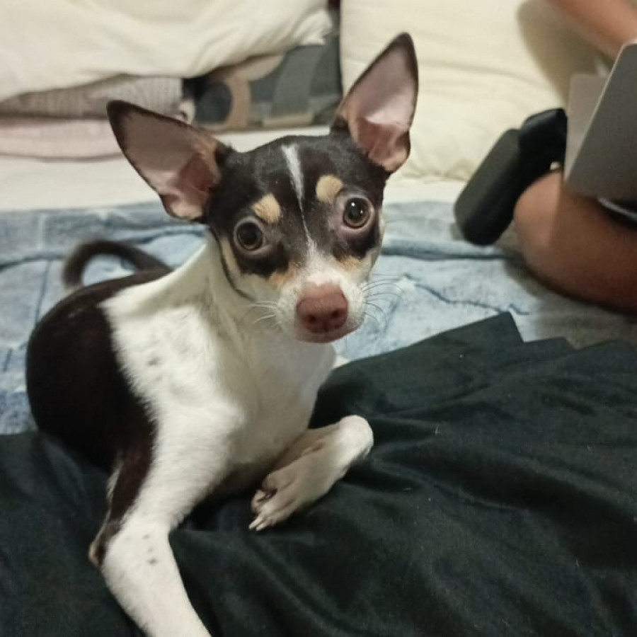 LALA Y LOLA | Raza Chihuahua | Perdida