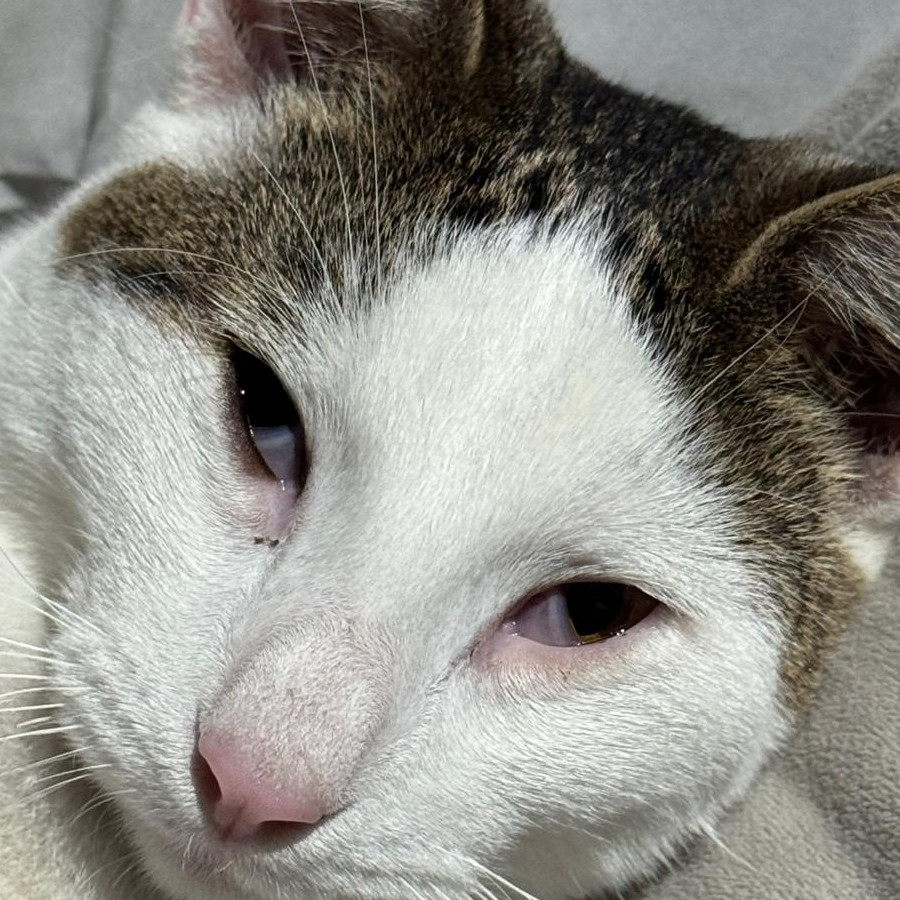 PEDRITO | Raza Doméstico Américano de Pelo Corto | Final Feliz