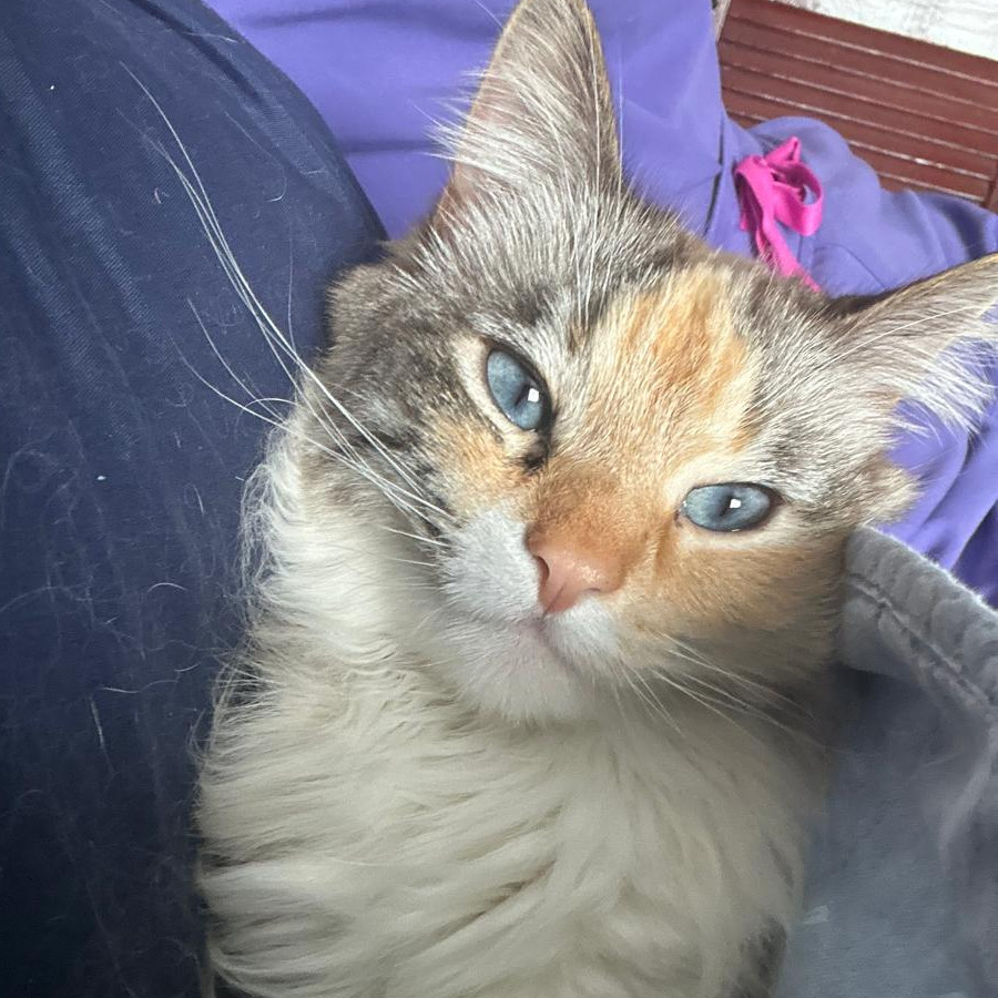 DOLORES | Raza Balinés Punto Calicó | Final Feliz