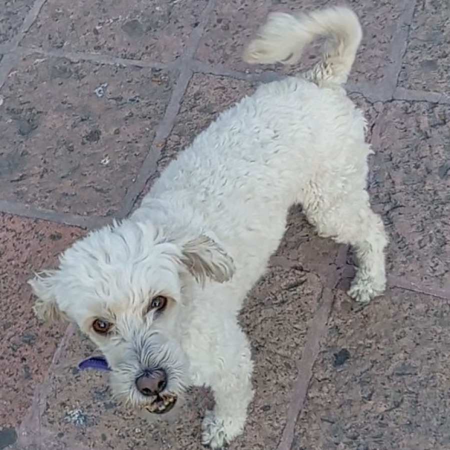 SUKY | Raza Mestiza, cruza de French Poodle | Perdida
