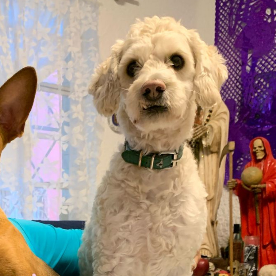 TOBY | Raza Mestizo, cruza de French Poodle | Final Feliz