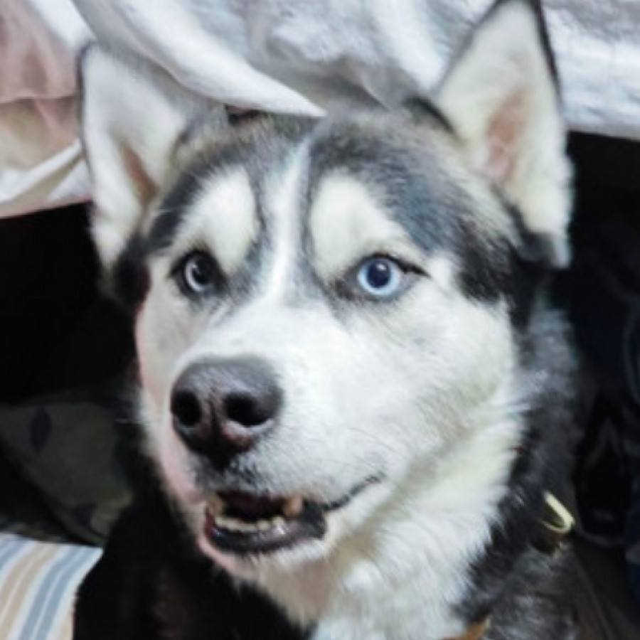 VIRGILIO | Raza Husky Siberiano | Final Feliz