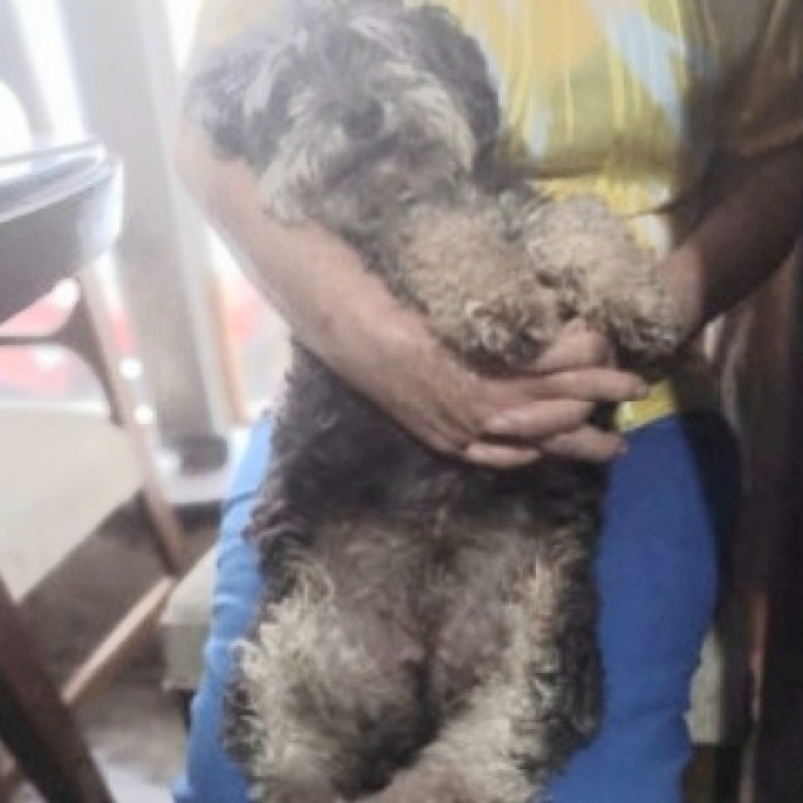 TURRUVIATES | Raza Mestizo,  cruza de French Poodle con Schnauzer,  (Schnoodle) | Perdido