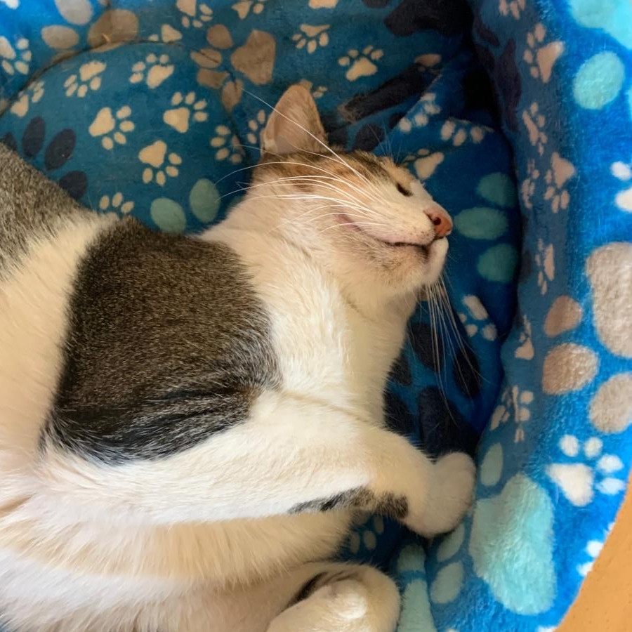 BALITA | Raza Doméstico Américano de Pelo Corto | Perdido